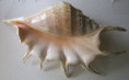 /products/lambis-truncata-sebae-1-kiener-1843/